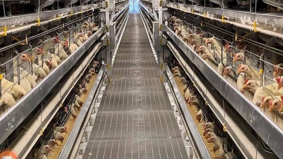 فروشگاه خوراک دام و طیور مرغداران در تالش